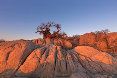Baobab ve erken sabah ışık kayalarda