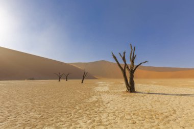 Dooievlei antik öldü ağaçlarında