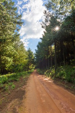 Sunburst plantasyon içinde