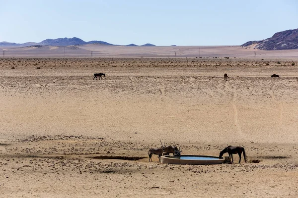 Caballo salvaje y oryx en el agua —  Fotos de Stock