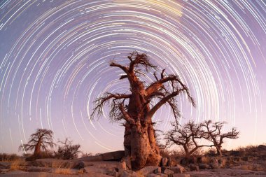 Startrail ve bir baobab