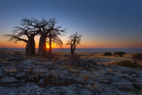 Baobabs at Kubu Island — Stock Photo, Image