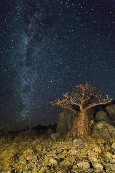 A Milkyway e a Baobab Tree — Fotografia de Stock