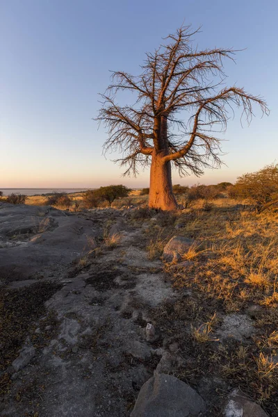 Baoobab árvore no início da manhã luz — Fotografia de Stock