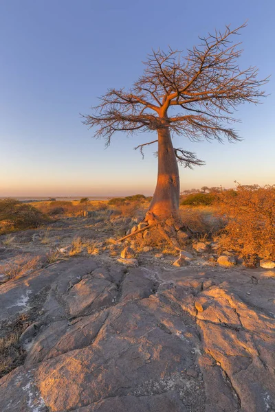 Gündoğumu Baobab ağacı — Stok fotoğraf