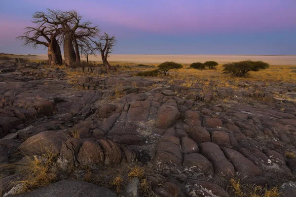 Baobabs au petit matin — Photo