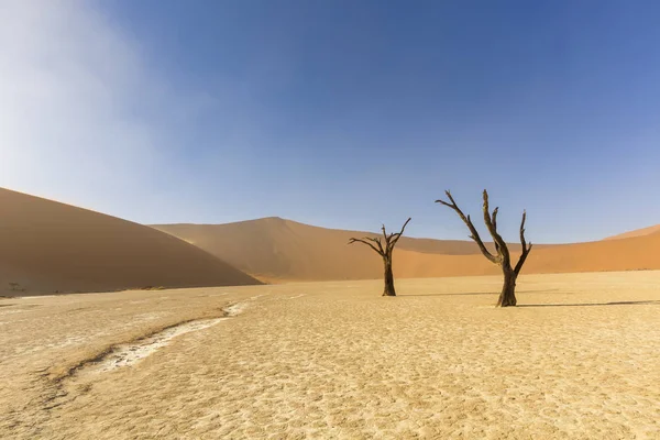 Dead Trees in Dooievlei — Stock Photo, Image