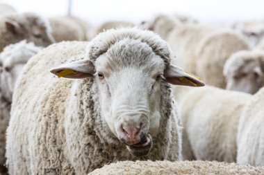 Koyun ayakta sürünün içinde