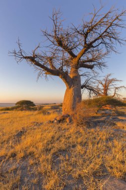 Baobab ağacı kışın