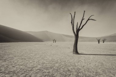 Dooievlei yalnız ölü ağaç