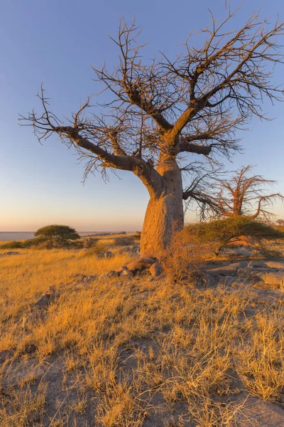 Baobá Árvore no inverno — Fotografia de Stock