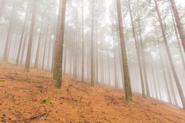 Çam ağaçları sis içinde