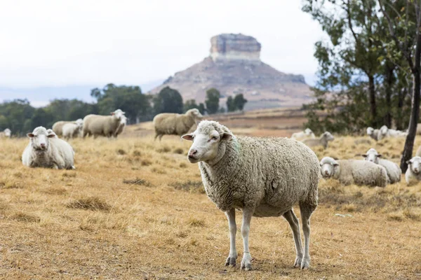 Sheep resting and waiting — Stock Photo, Image