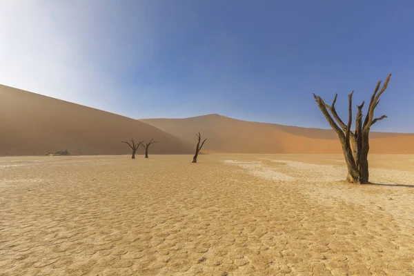 Dead trees in Dooievlei — Stock Photo, Image