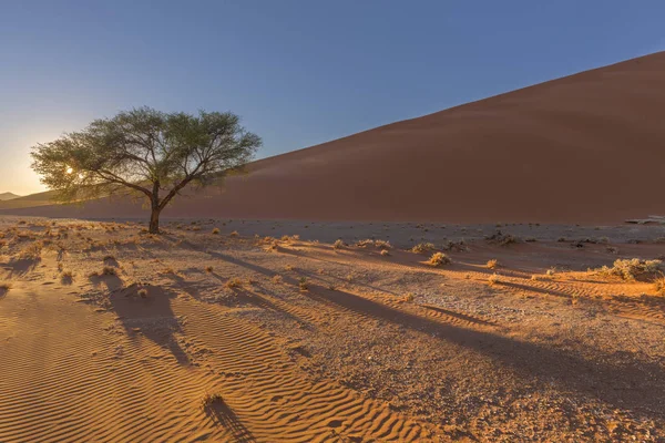 Patterns in the sand and  camelthorn tree — Stock Photo, Image