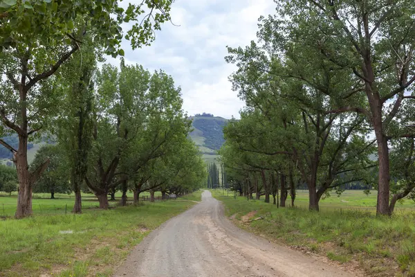 Gravel road lined with trees — Stock Photo, Image