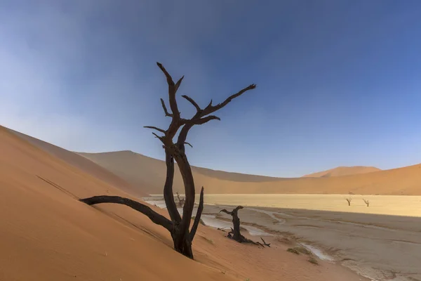 Sanddüne und toter Kameldornbaum — Stockfoto