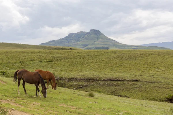 Horse grazing on green veld — Stock Photo, Image