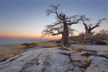 Baobab ağaçları Kubu Island