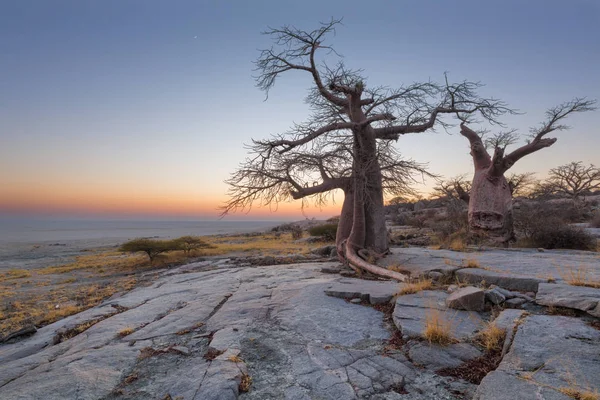 Baobab Trees à l'île de Kubu — Photo