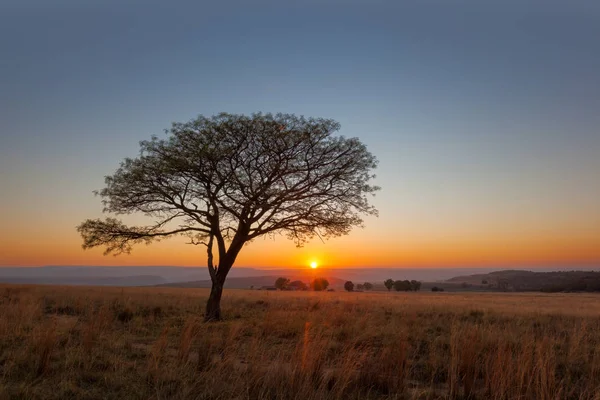 Boom bij zonsopgang — Stockfoto