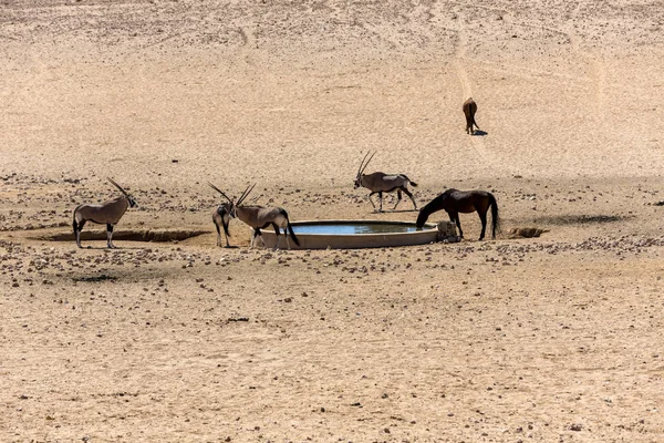 Орикс и дикие лошади у воды — стоковое фото