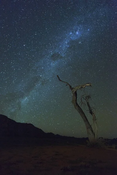 Milkyway e árvore morta — Fotografia de Stock