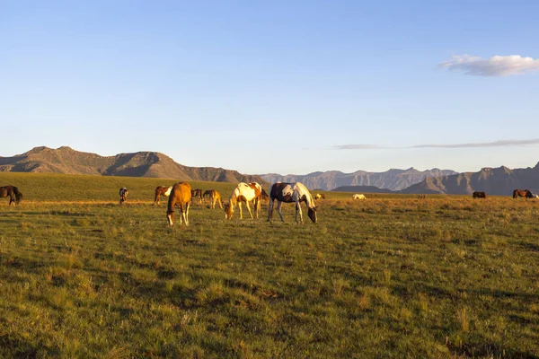 Horses against background mountains — Stock Photo, Image