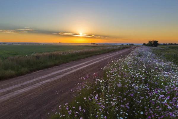 gün batımında kozmos çiçekleri