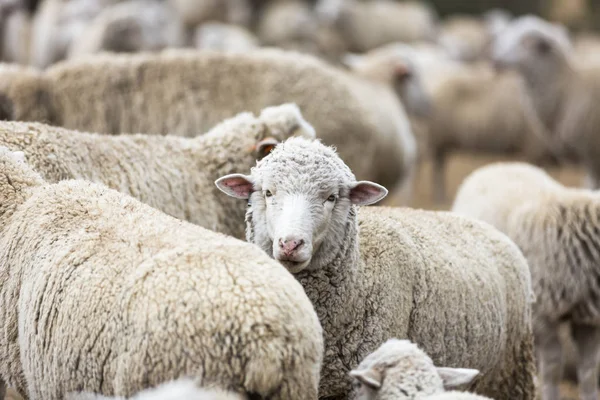 Ücretsiz devlet çiftlikte koyun