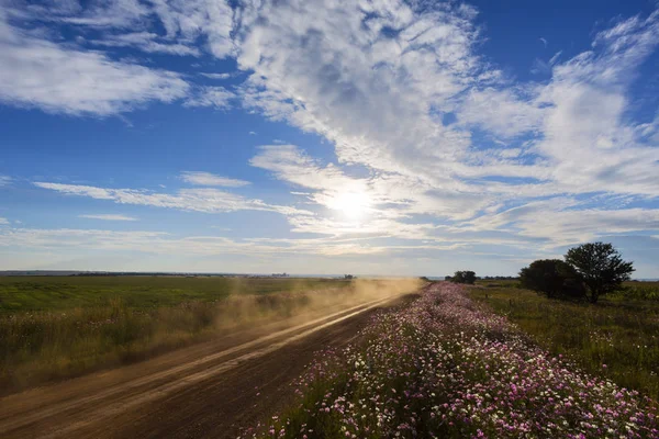 Cosmos flowers and dusty road — Stock Photo, Image