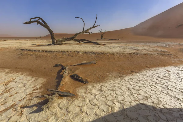 Árvores mortas em deadvlei — Fotografia de Stock