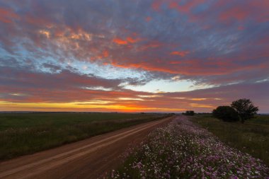 Renkli gökyüzü ve çiçekler