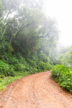Sisin içindeki ağaçlar