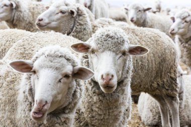 Çiftlikteki beyaz koyun