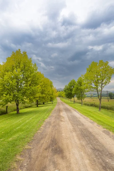 Tree lined road — Stock Photo, Image