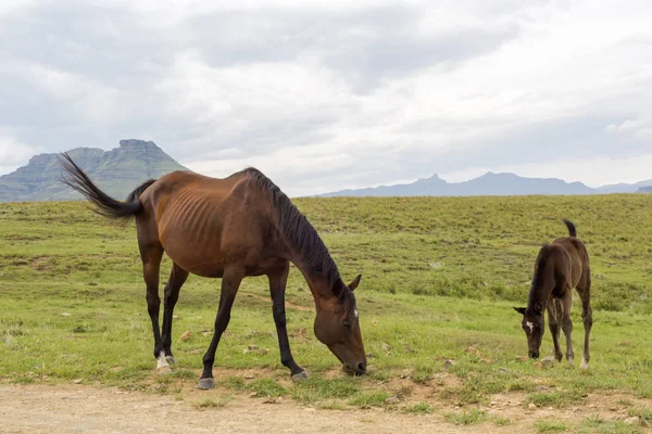 緑の牧草地で放牧馬 — ストック写真