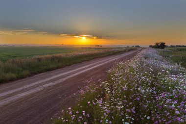 gün batımında kozmos çiçekleri