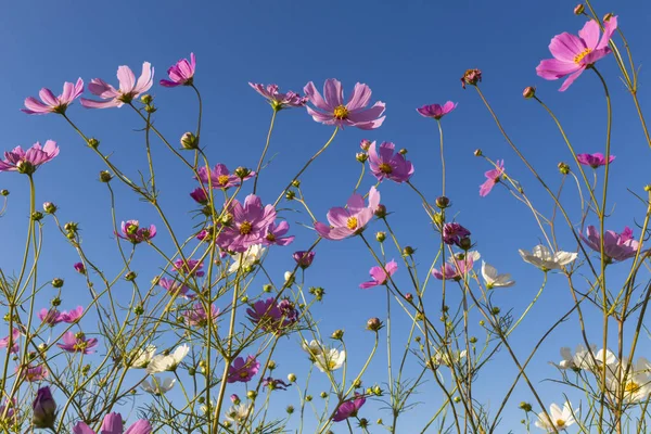 Cosmos rosa flores contra o céu azul — Fotografia de Stock