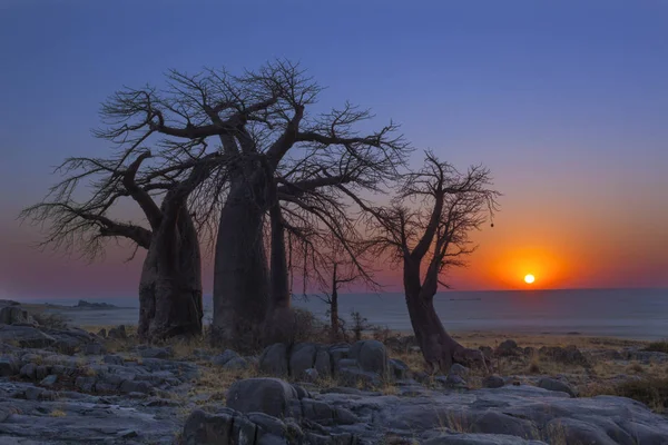 Baobab trees at sunrise — Stock Photo, Image