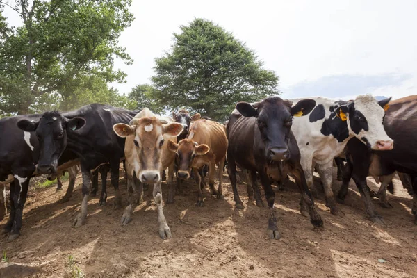 Vacas de pie juntas —  Fotos de Stock