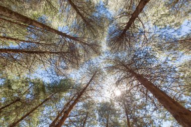 Işık almayan ulaşan ağaçlar