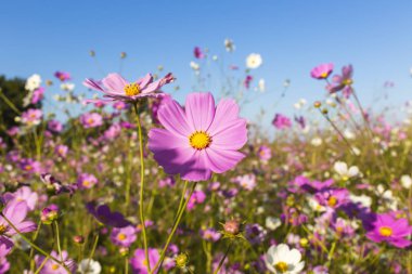 Pembe kozmos çiçekleri