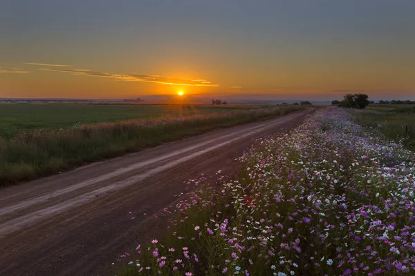 Cosmos flores al atardecer —  Fotos de Stock