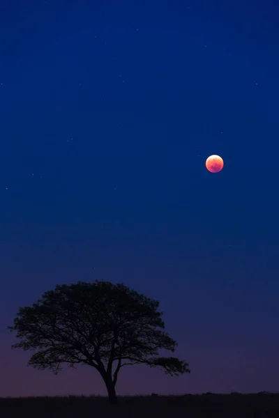 Luna llena en el eclipse lunar —  Fotos de Stock