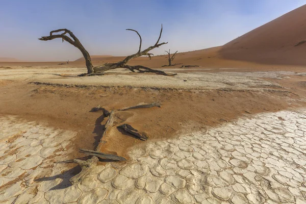 Árvore morta em Deadvlei — Fotografia de Stock