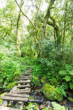 Ormanın içinde ahşap yaya köprüsü
