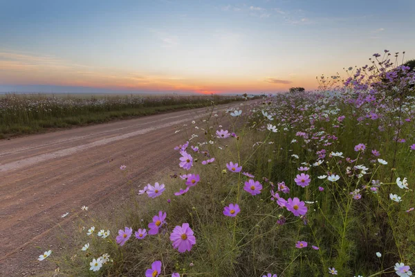 Cosmos flores al lado de la carretera —  Fotos de Stock