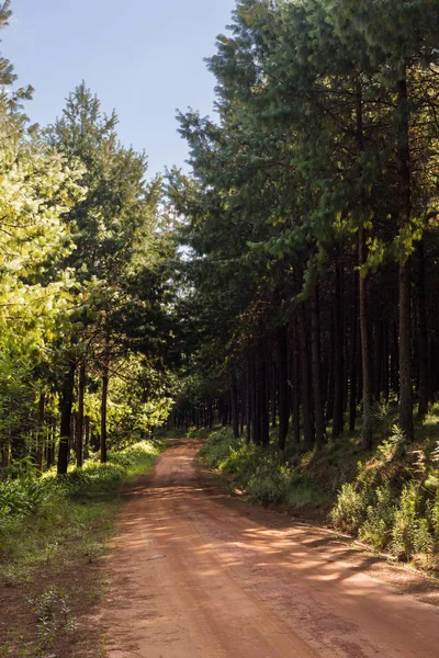 Tracks in the forest — Stock Photo, Image