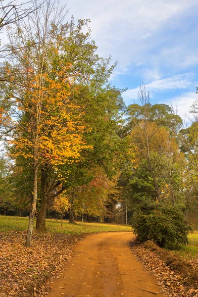 Autumn coloured leaves on the ground — Stock Photo, Image